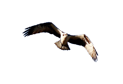 Osprey