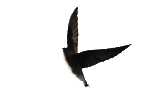 Swallow